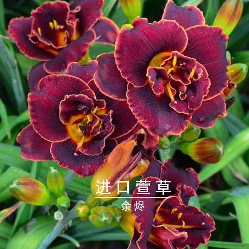 大花萱草【金娃娃萱草花苗】黄花萱草种盆栽花宿根多年耐荫花苗