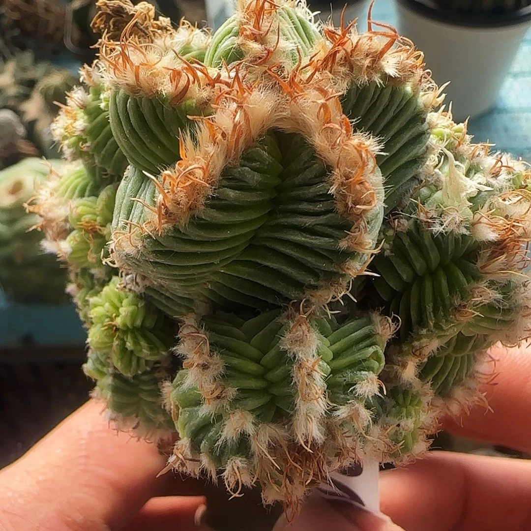 五星花龙809仙人球