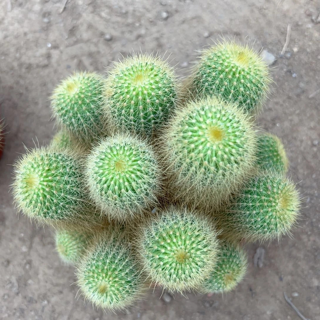 拐***牛零零落落。。零零落落