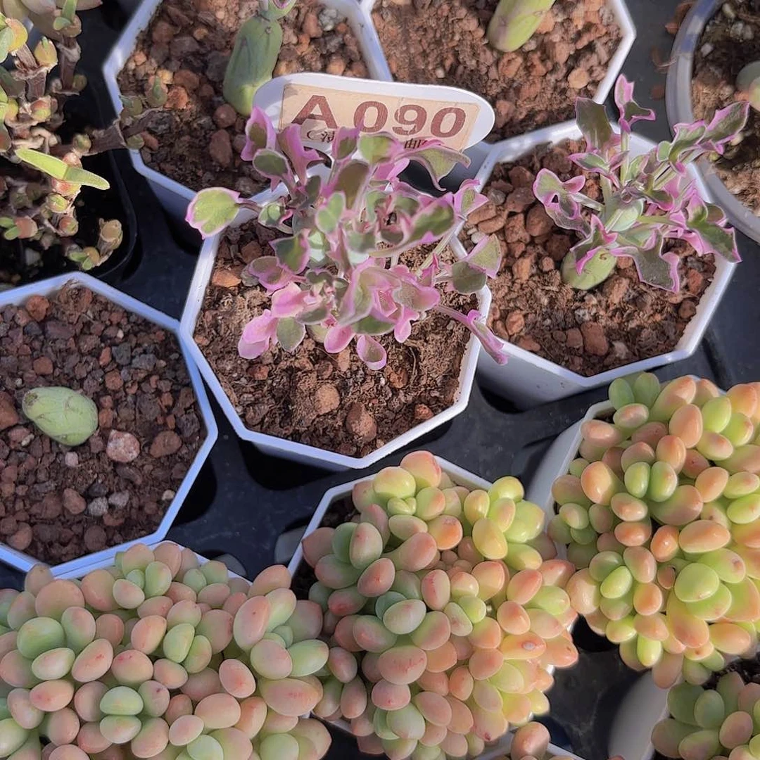 A090仙人笔一物一拍