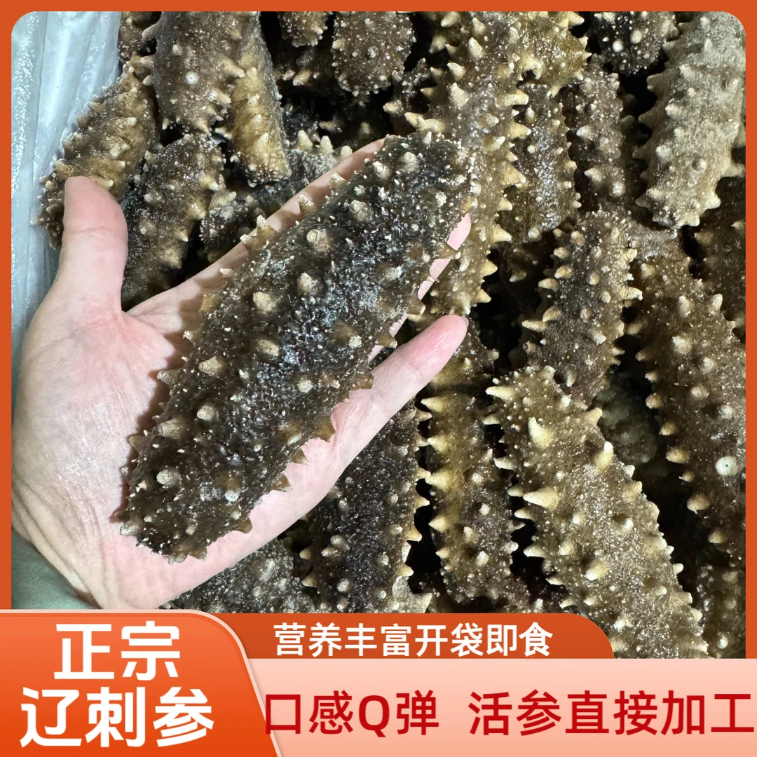 即食海参辽宁非淡干活参直接加工辽刺参非礼盒开袋即食