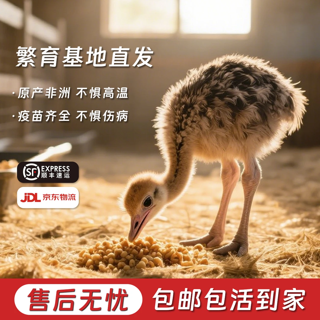 自播【30天+】宠物小鸵文鸟珍珠鸟鸡鸭鹅禽类鸟类养殖小孩可爱