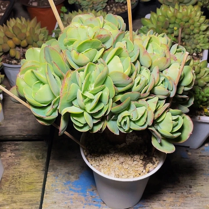 花***鱼多肉植物寄养碧桃缀