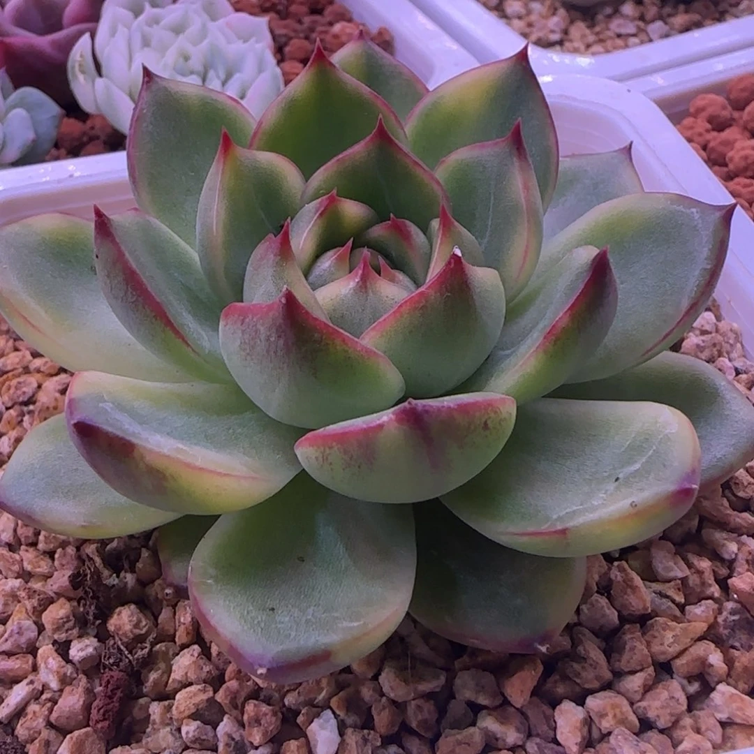 月亮石锦 多肉植物锦