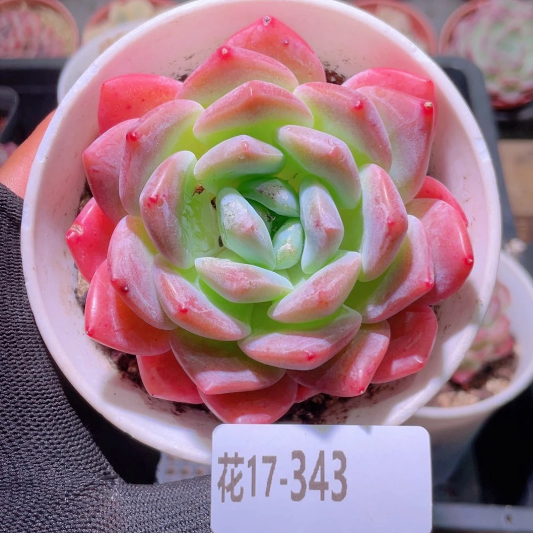 花利美17-343刚毅