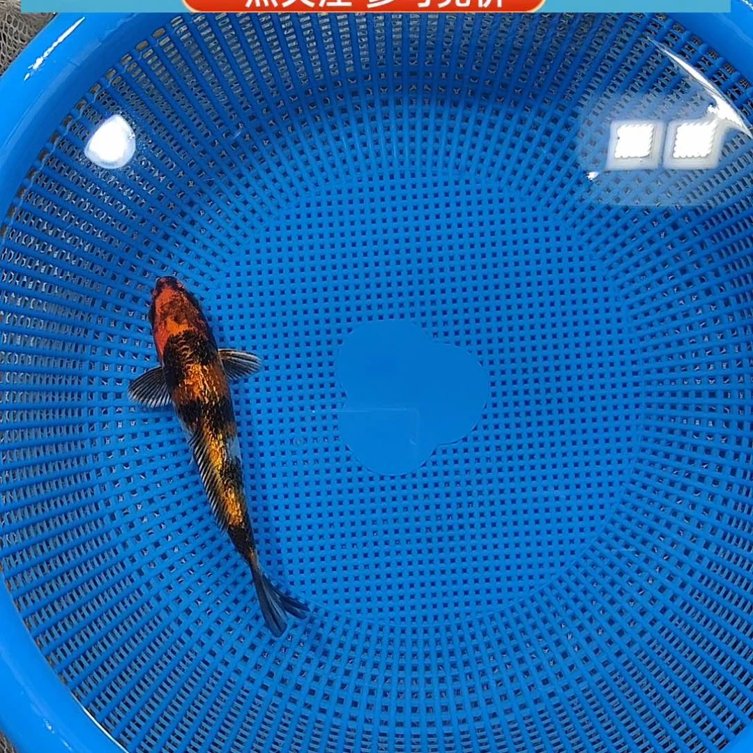 锦鲤闪鳞四段金昭和 规整