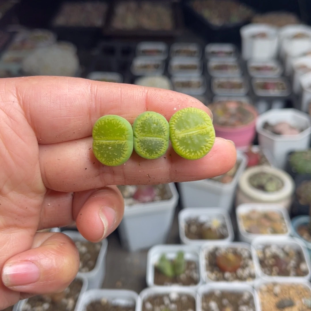 多肉植物一物一拍5
