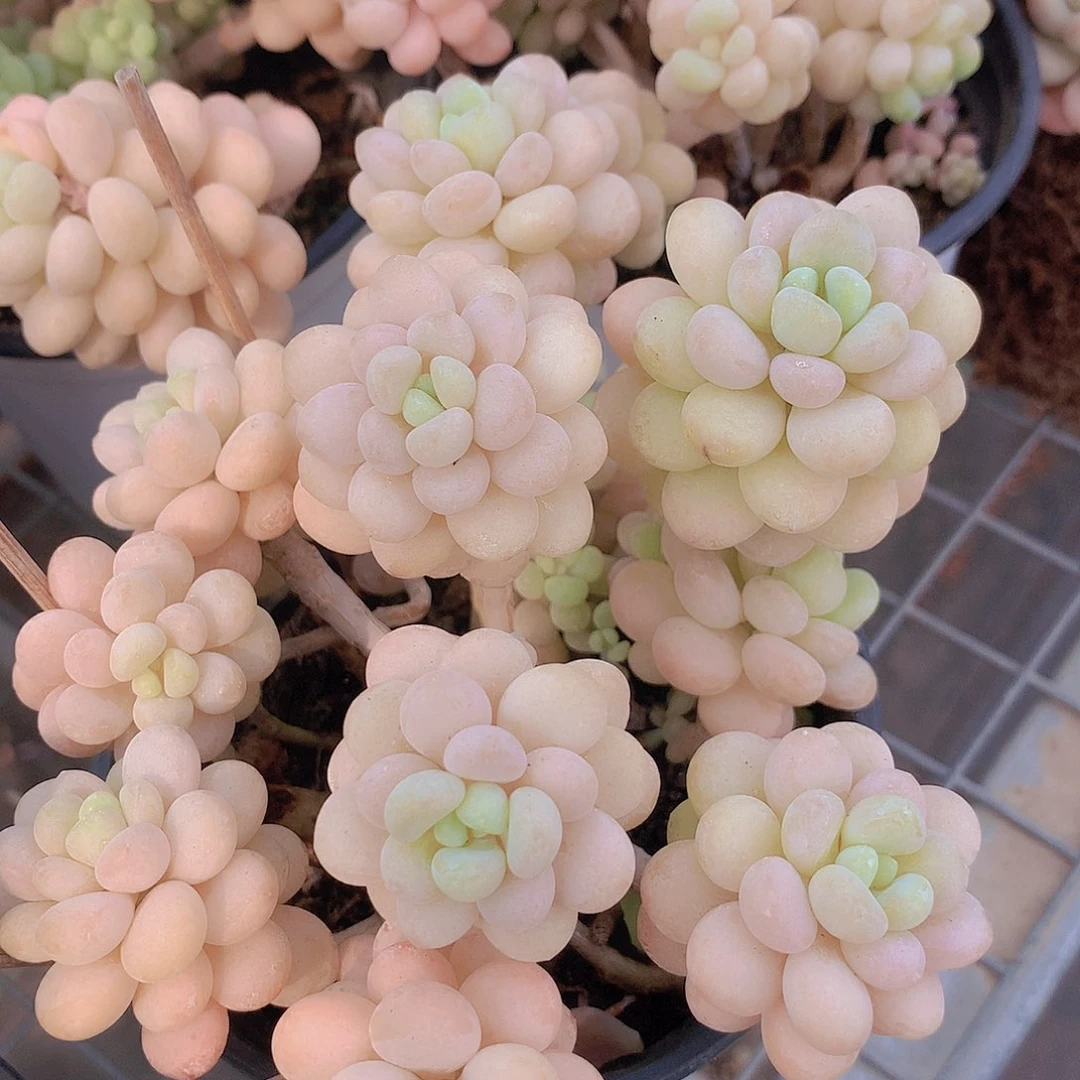 洛可可老庄2345788990000