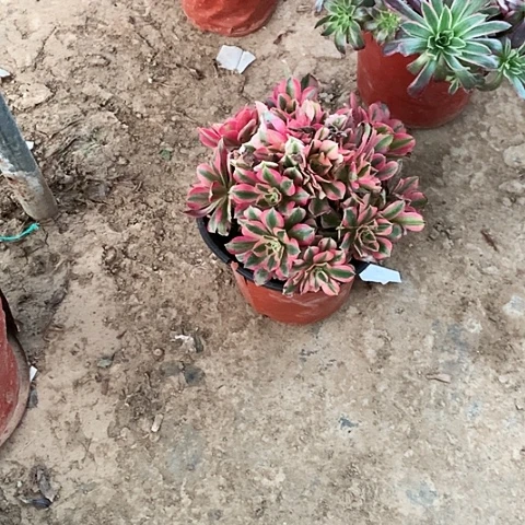 粉玫瑰玫瑰玫瑰玫瑰