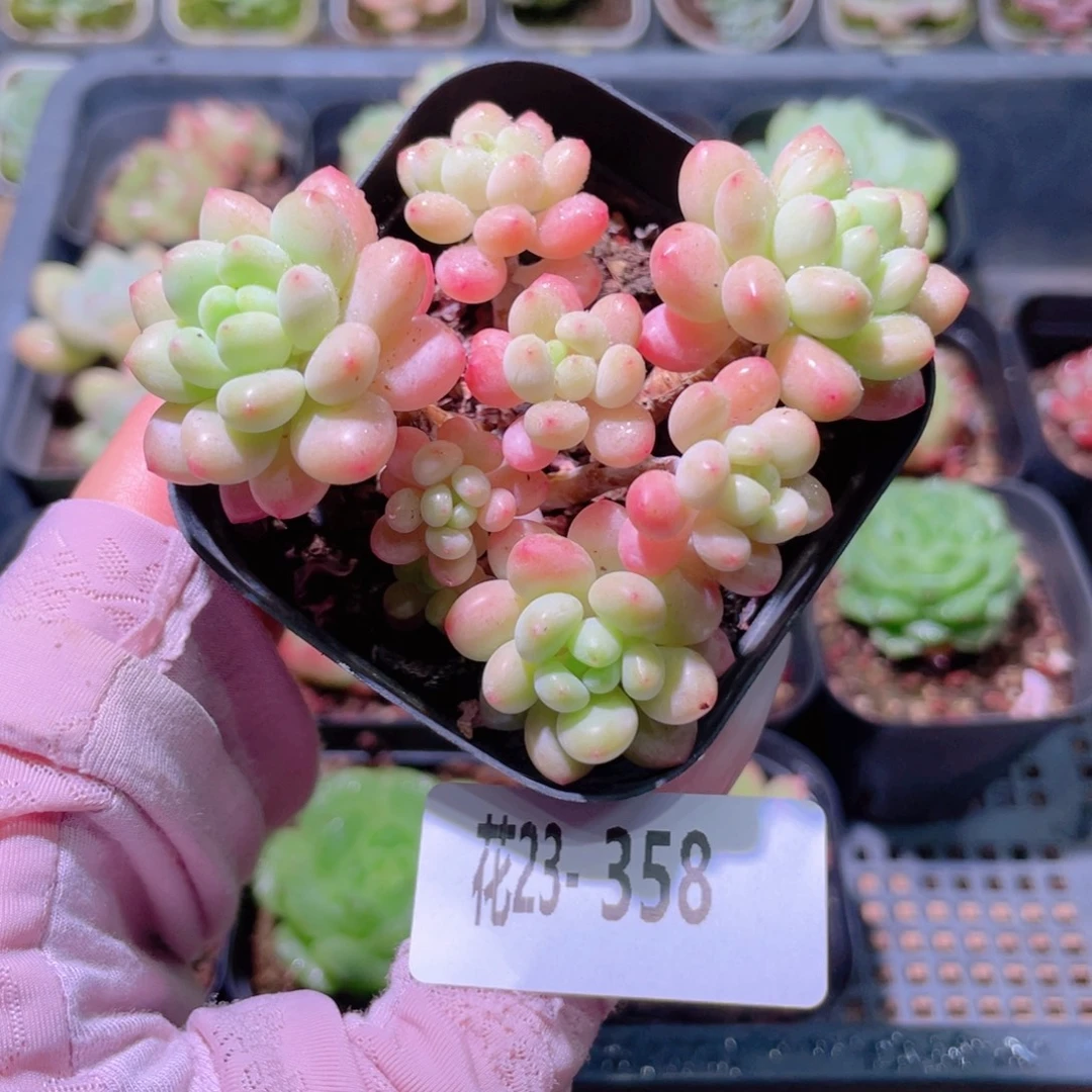 花利美23-358洛可可