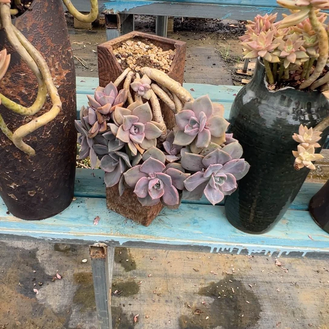 精品彩虹糖妖桩 裸根