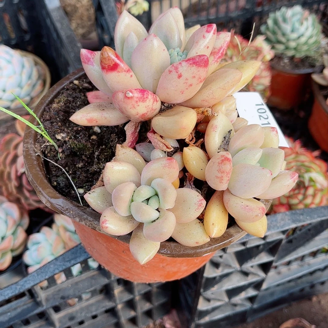 悠**月10211多肉植物