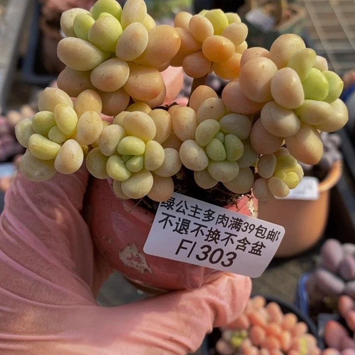 洛可可7cm303多肉植物