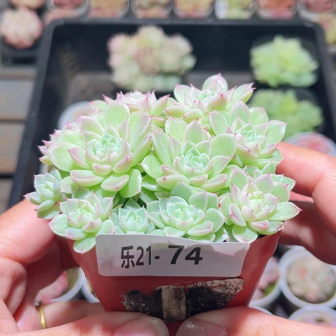 乐21-74麦秆群不包整