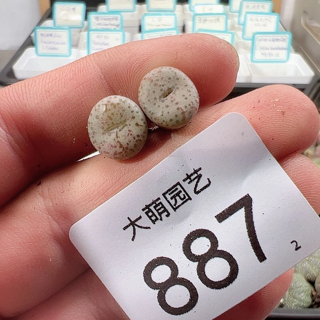 0000887 一物一拍……