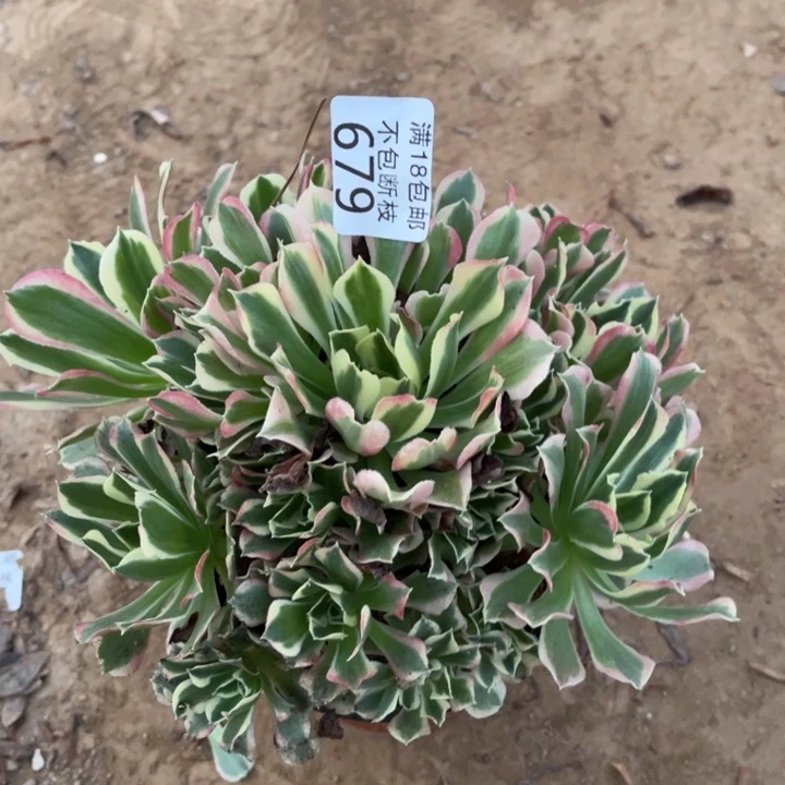 679白凤手捧1号棚