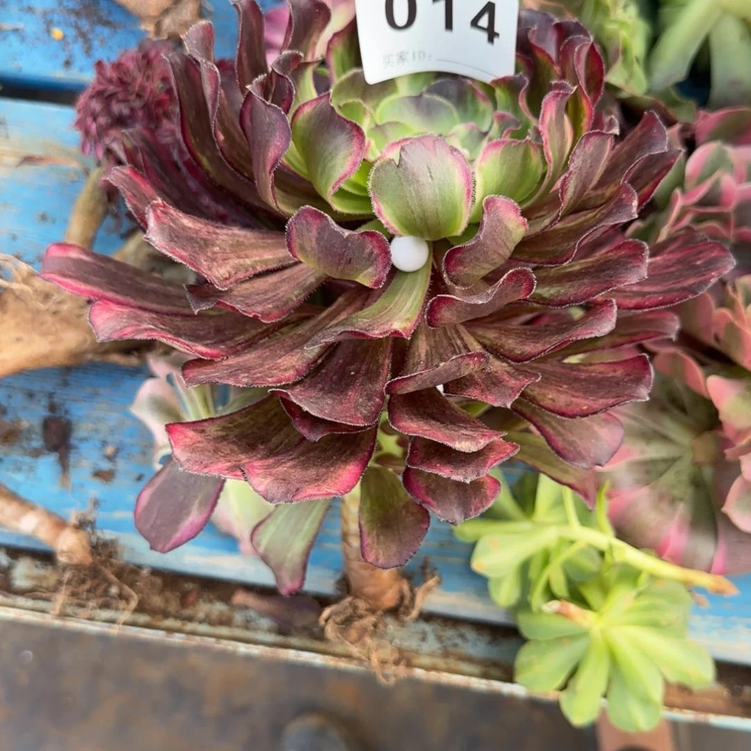 諨****精品多肉植物014知否