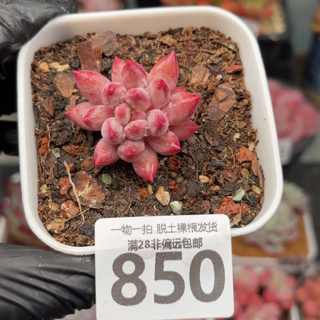 金鱼姬单头无盆土发货