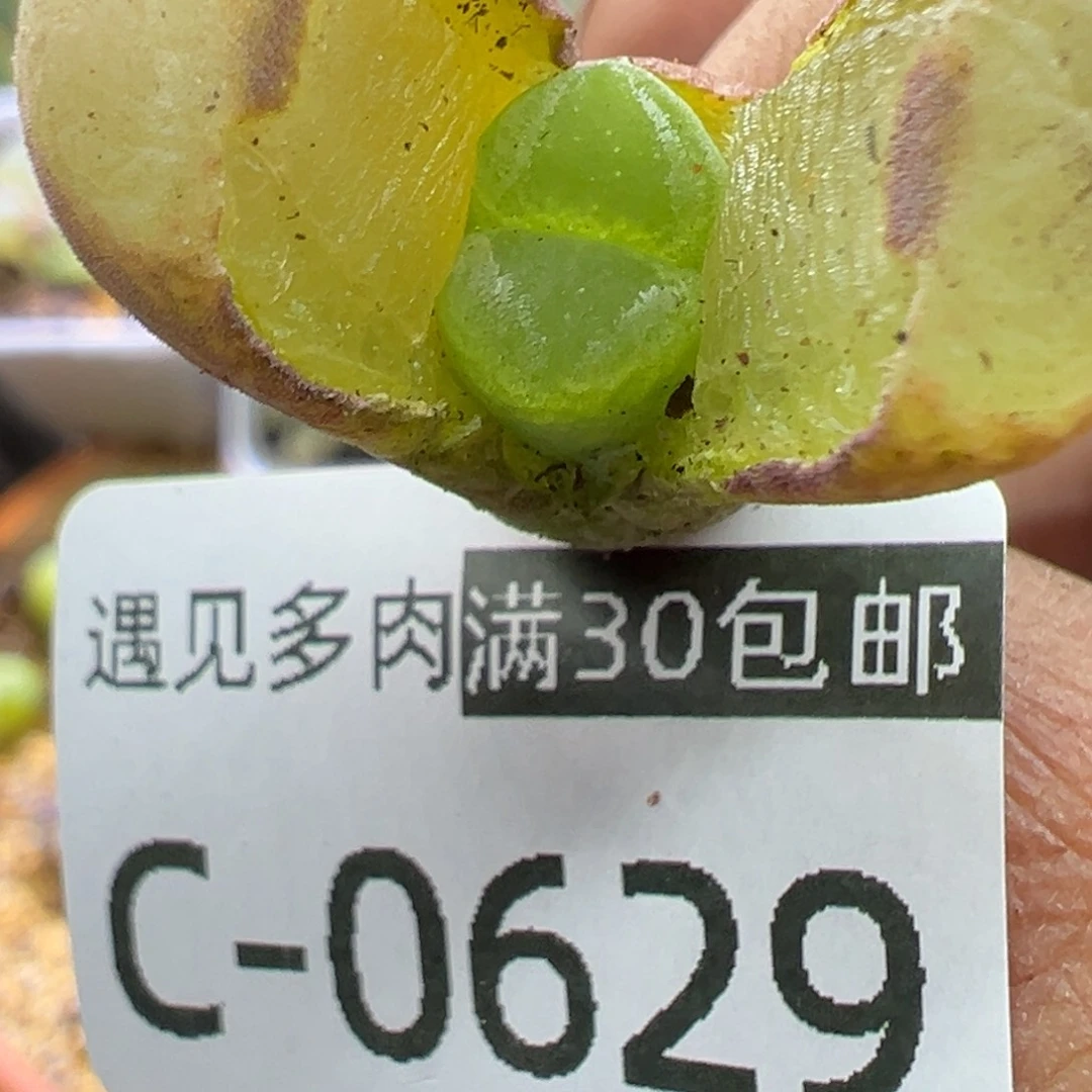 多肉植物11111111111111111