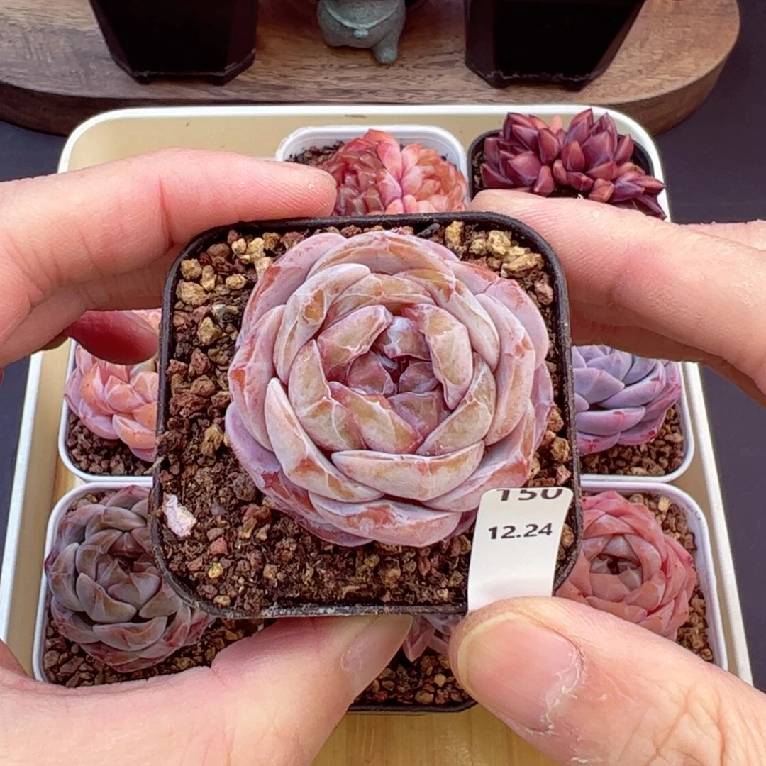 好好看150、哈哈哈哈