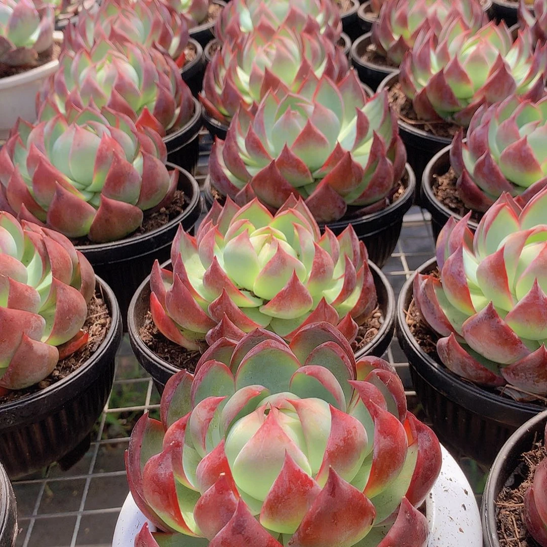 内沟惊鸿345678999000