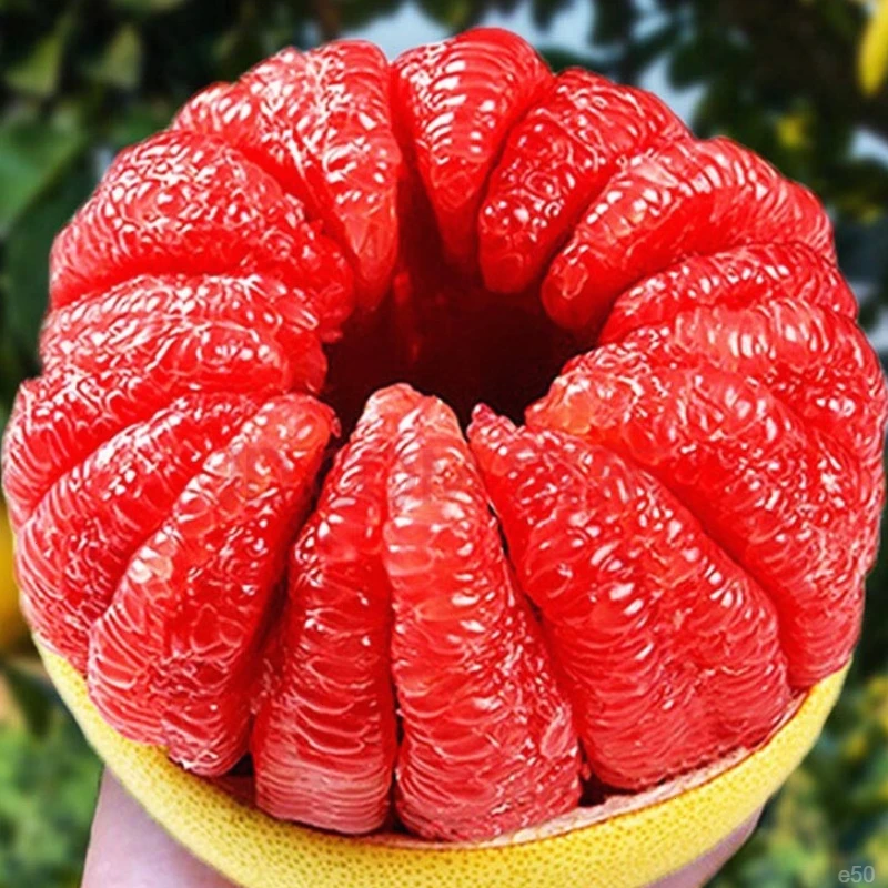 正宗平和红心蜜柚当季新鲜水果果肉饱满汁水充沛老树种植产地直发