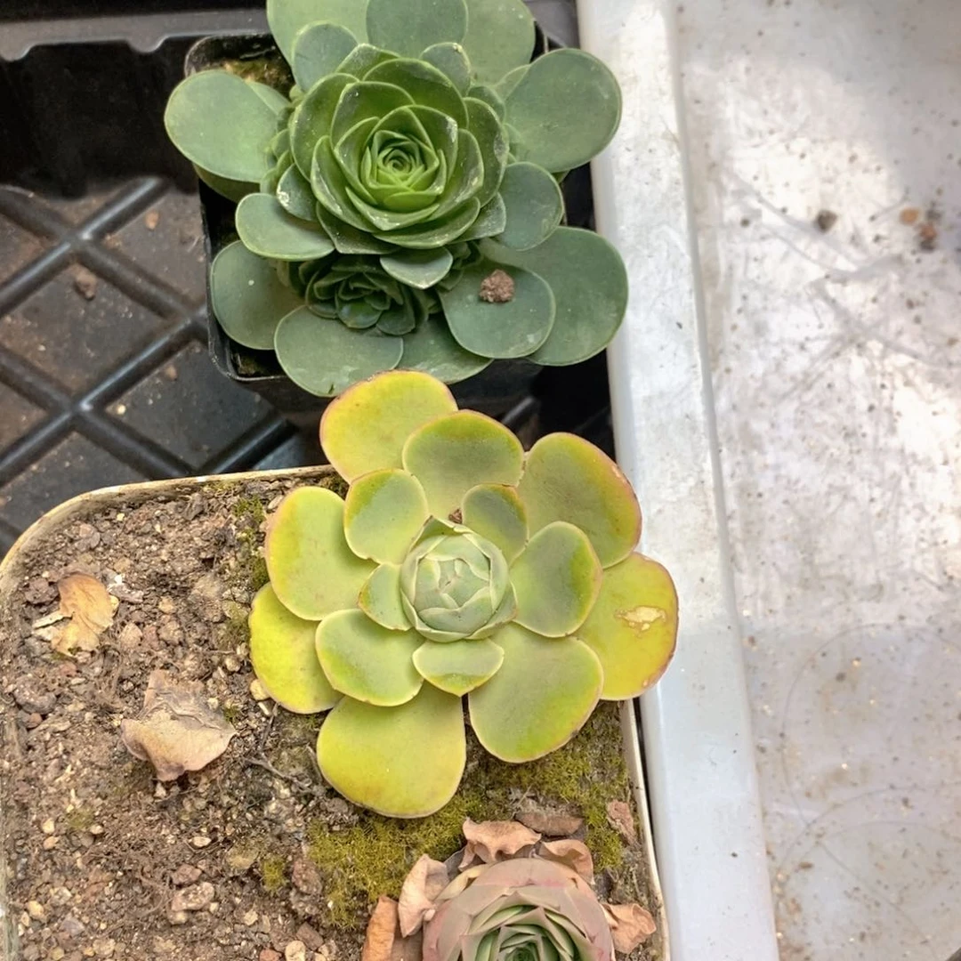 山地玫瑰新粉福利一物一拍448