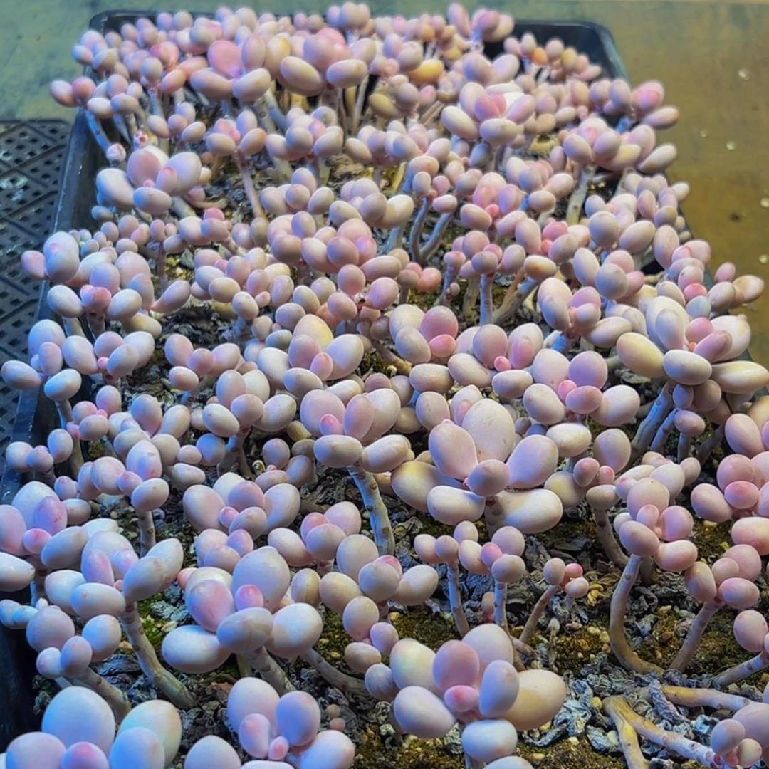 229多肉葡萄的价格是什么样呢我