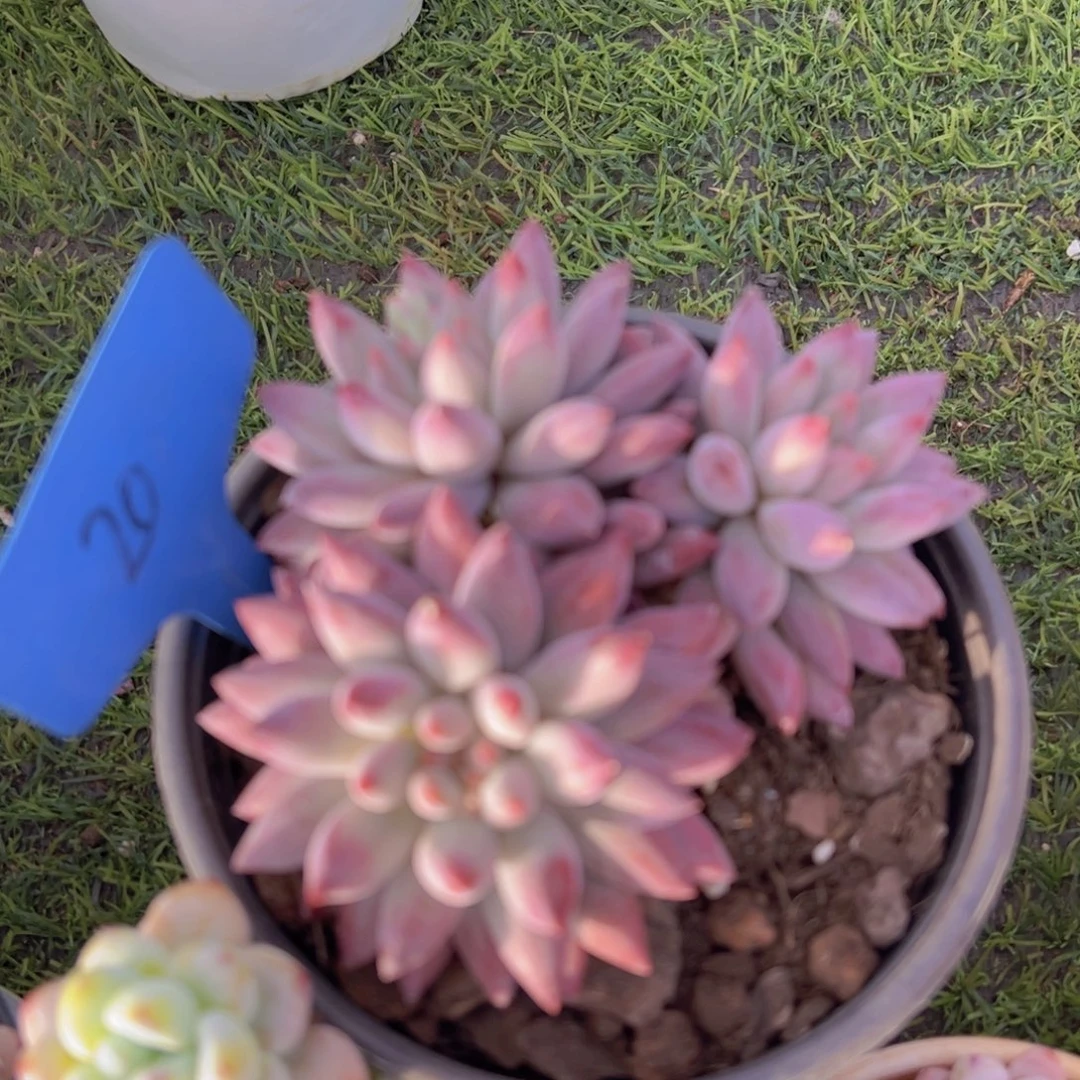 福利来了来了打个卡吧