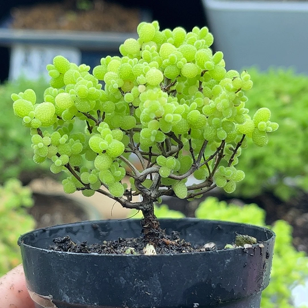 38蜜桔糖球优选枝干