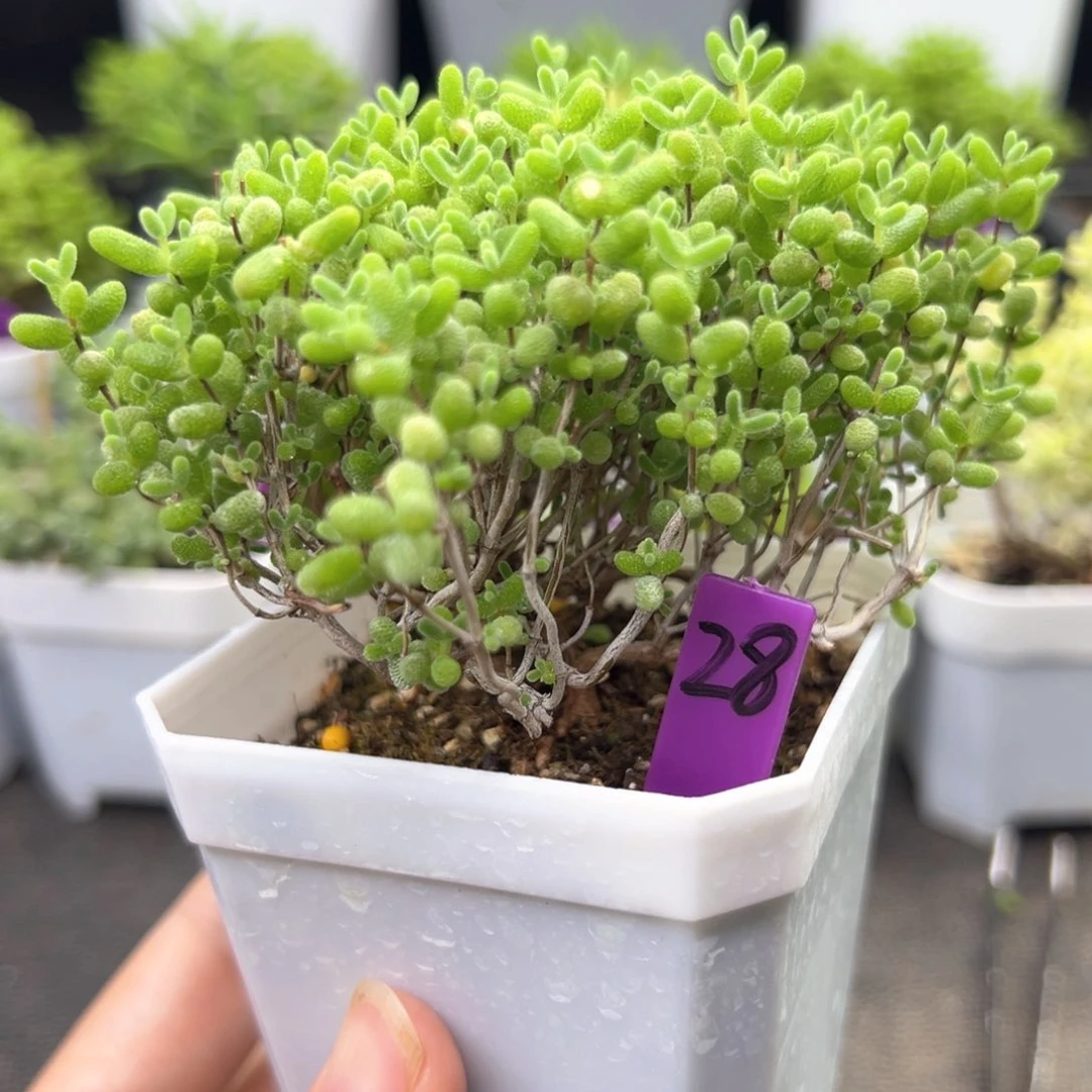 28蜜橘飘桩一物一拍