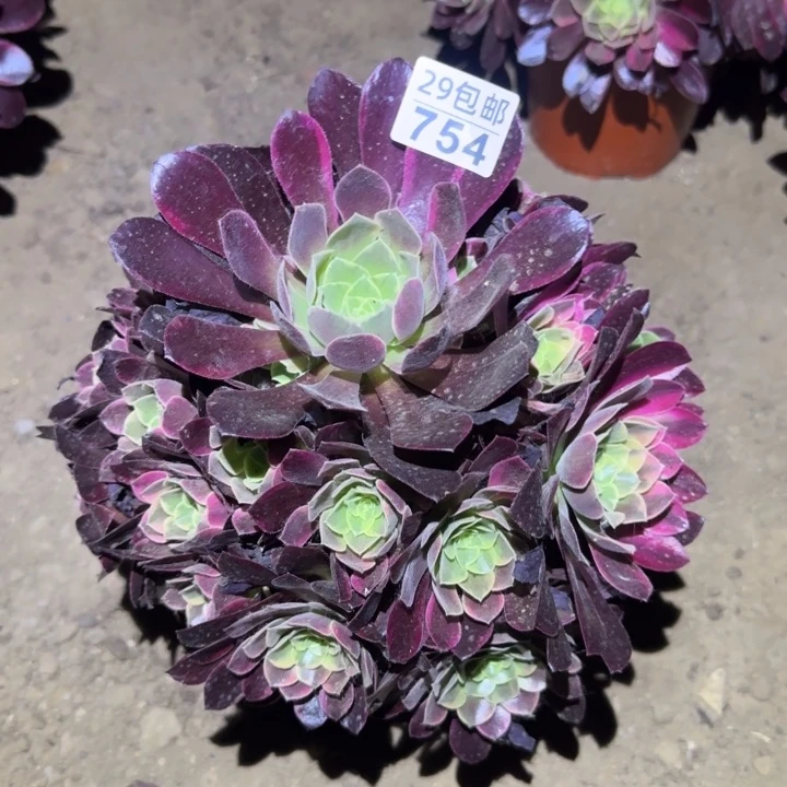 金丝雀……多肉植物的