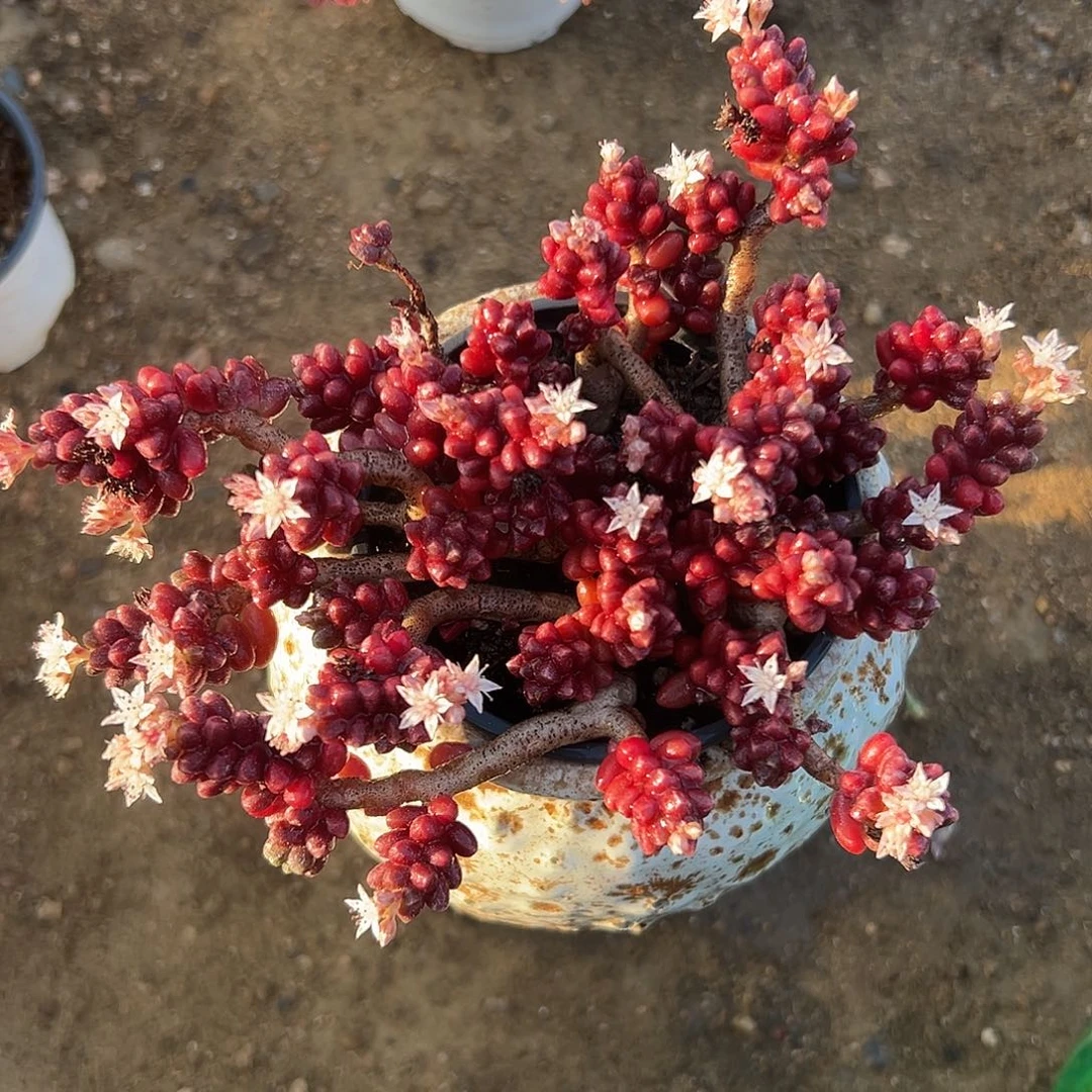 红珊瑚而欧洲我在中央音乐学院