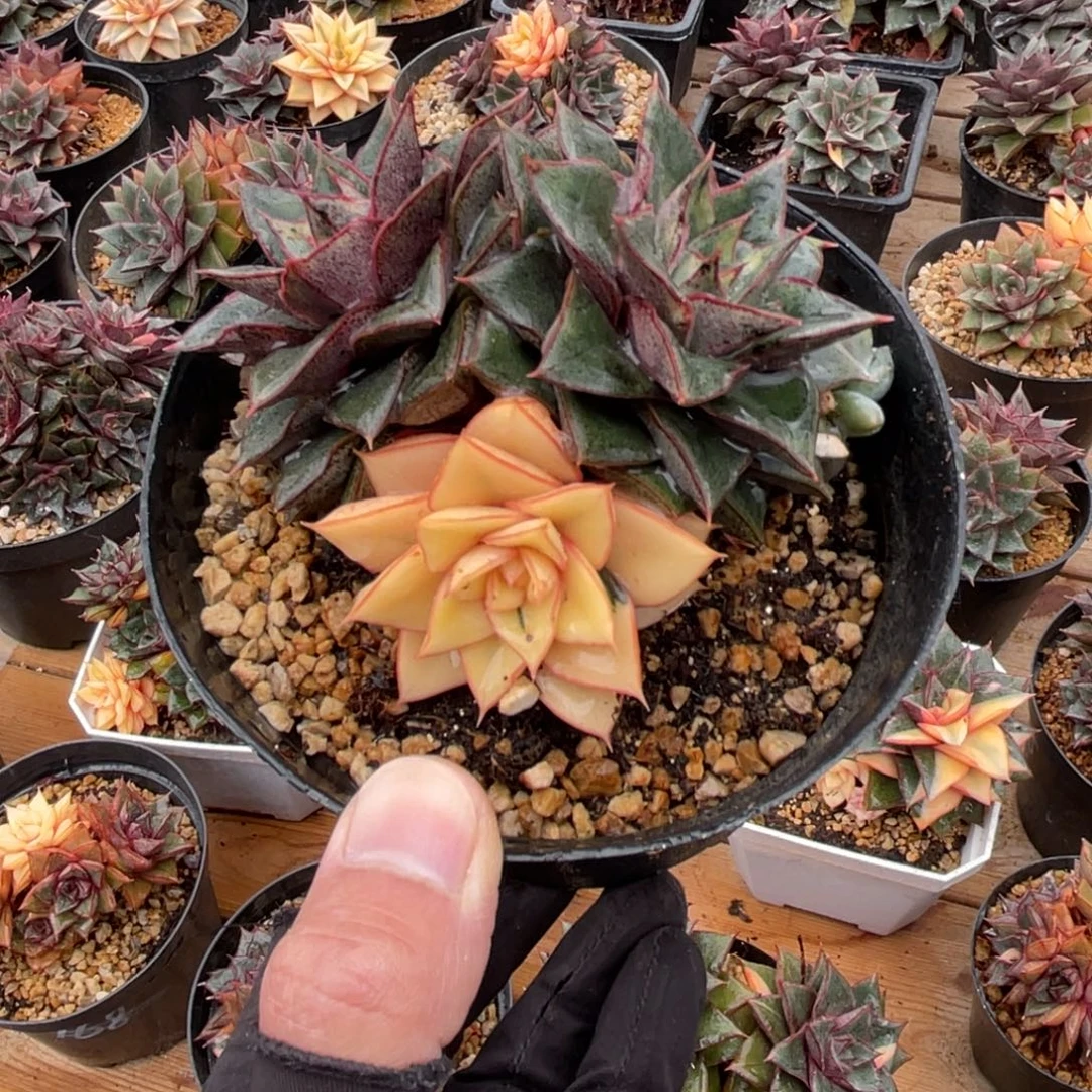 一物一拍不支持退换