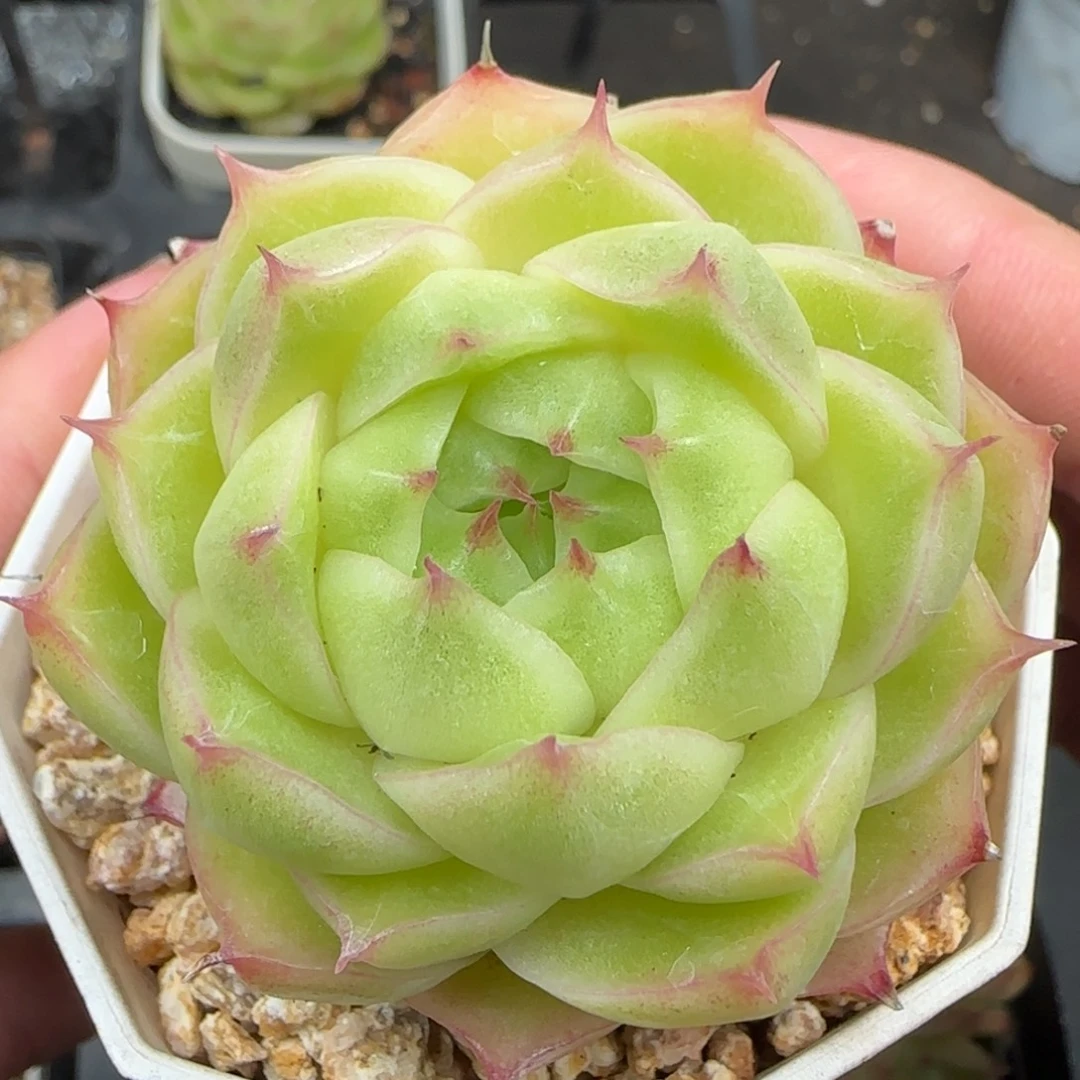 一物一拍包子麦秆