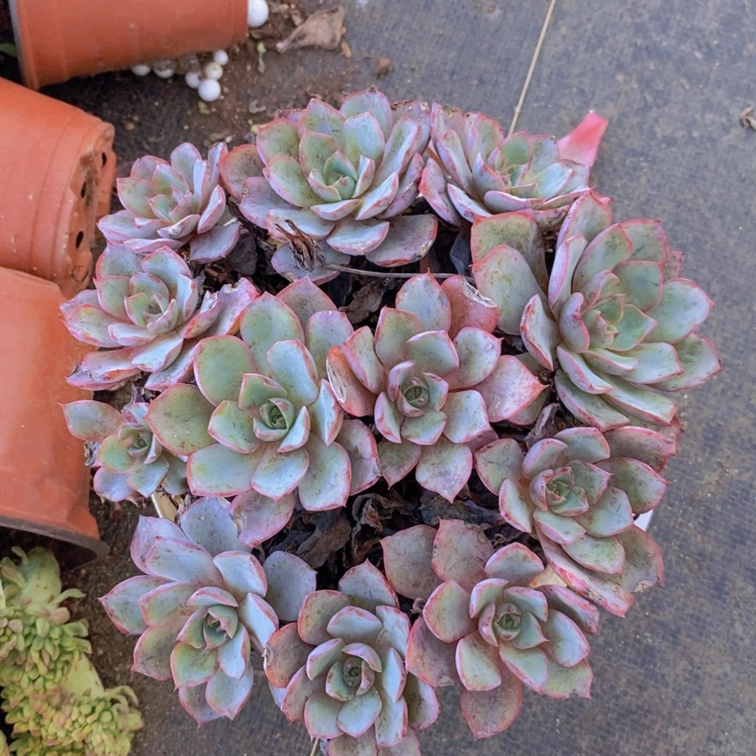 463赫拉多头一物一拍