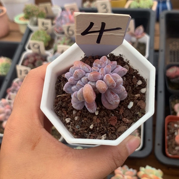 精控粉兔缀化多肉