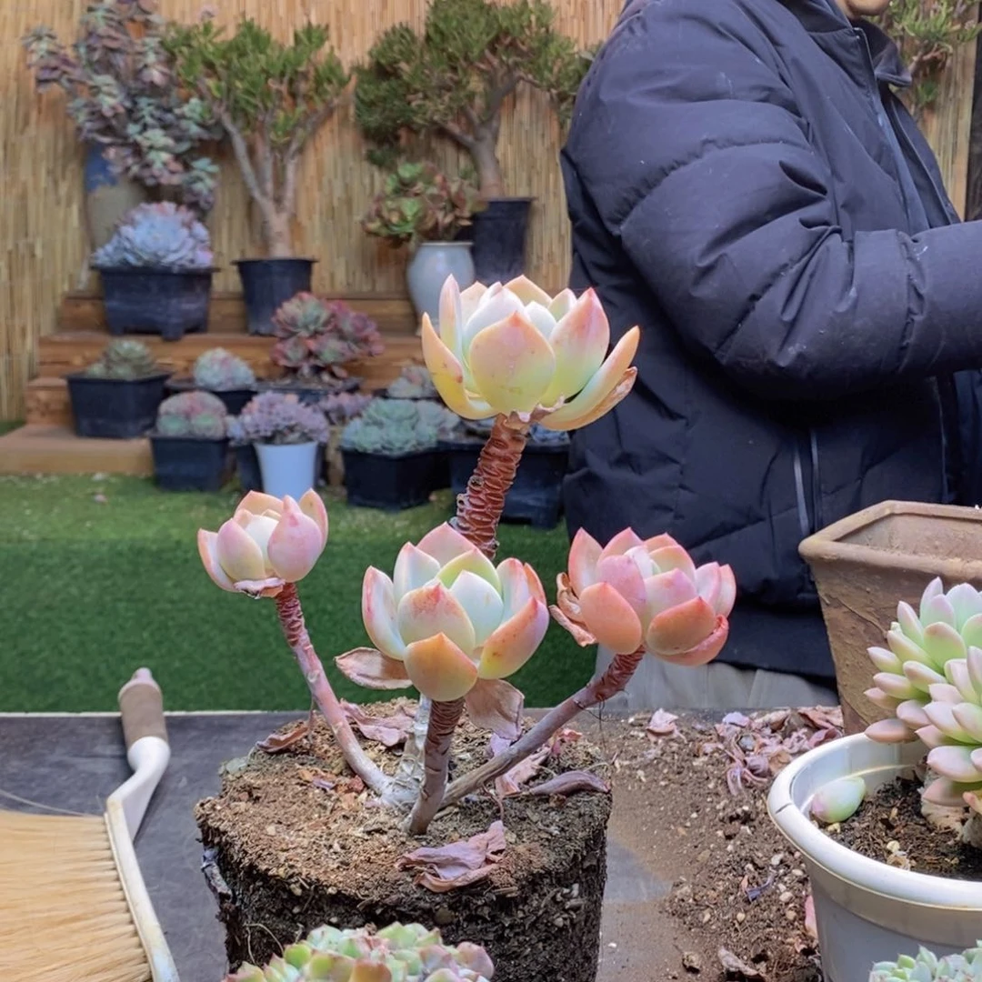 大***港D291 号白月光