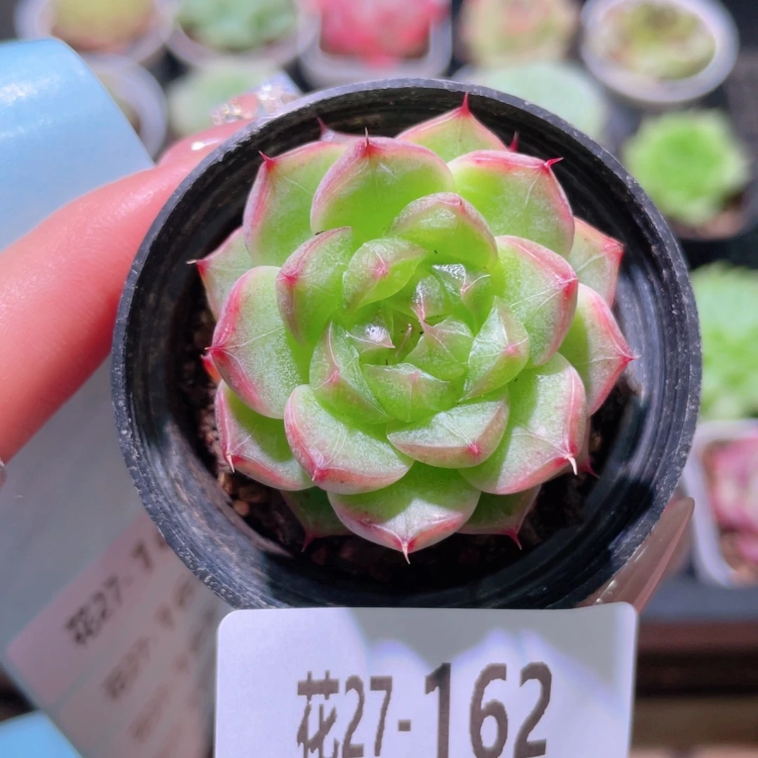 花利美27-162新品