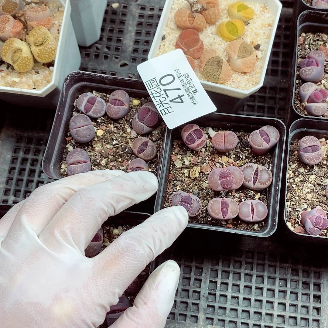 我还想和他们出去逛逛看看啊呵呵470