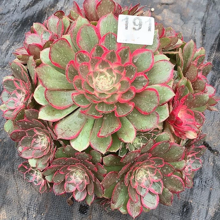 多肉法师法师多肉191