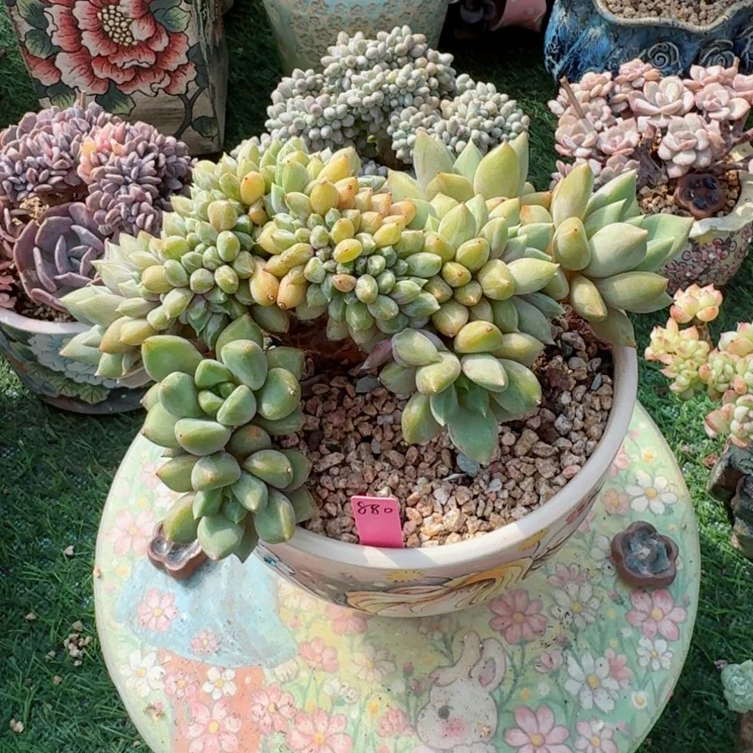 咩咩姐姐红象牙小树缀