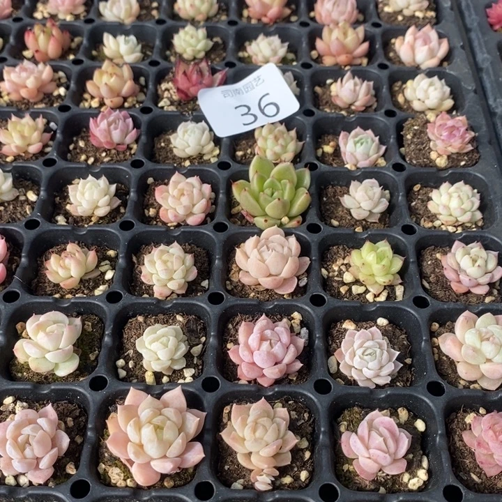 36 多肉植物盆栽花卉