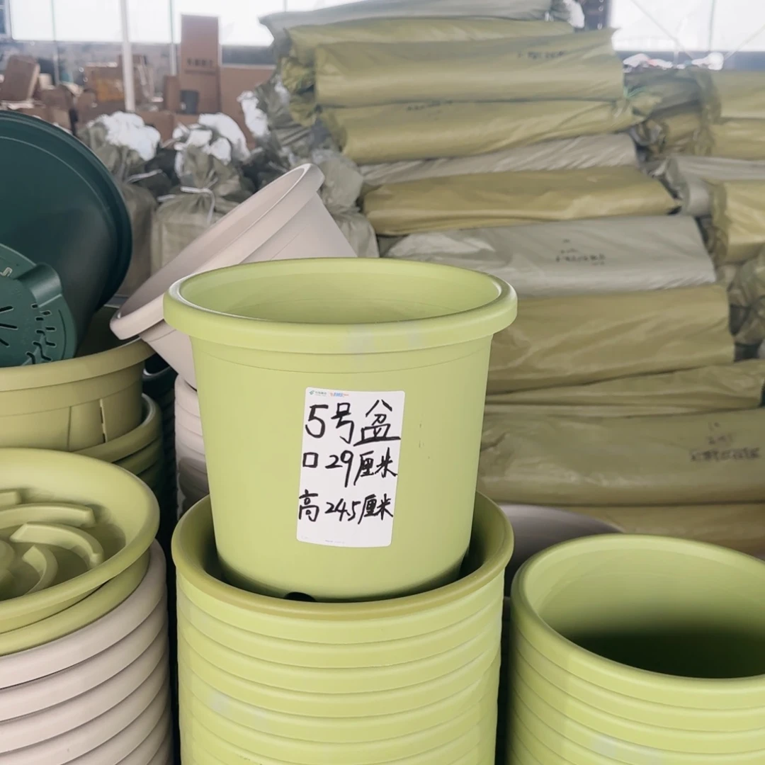 塑料四季5号果绿3个带拖