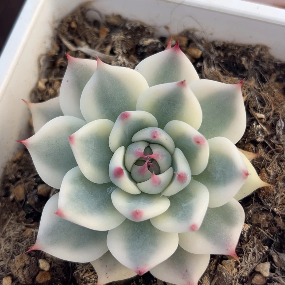 吉娃娃锦，覆轮锦。