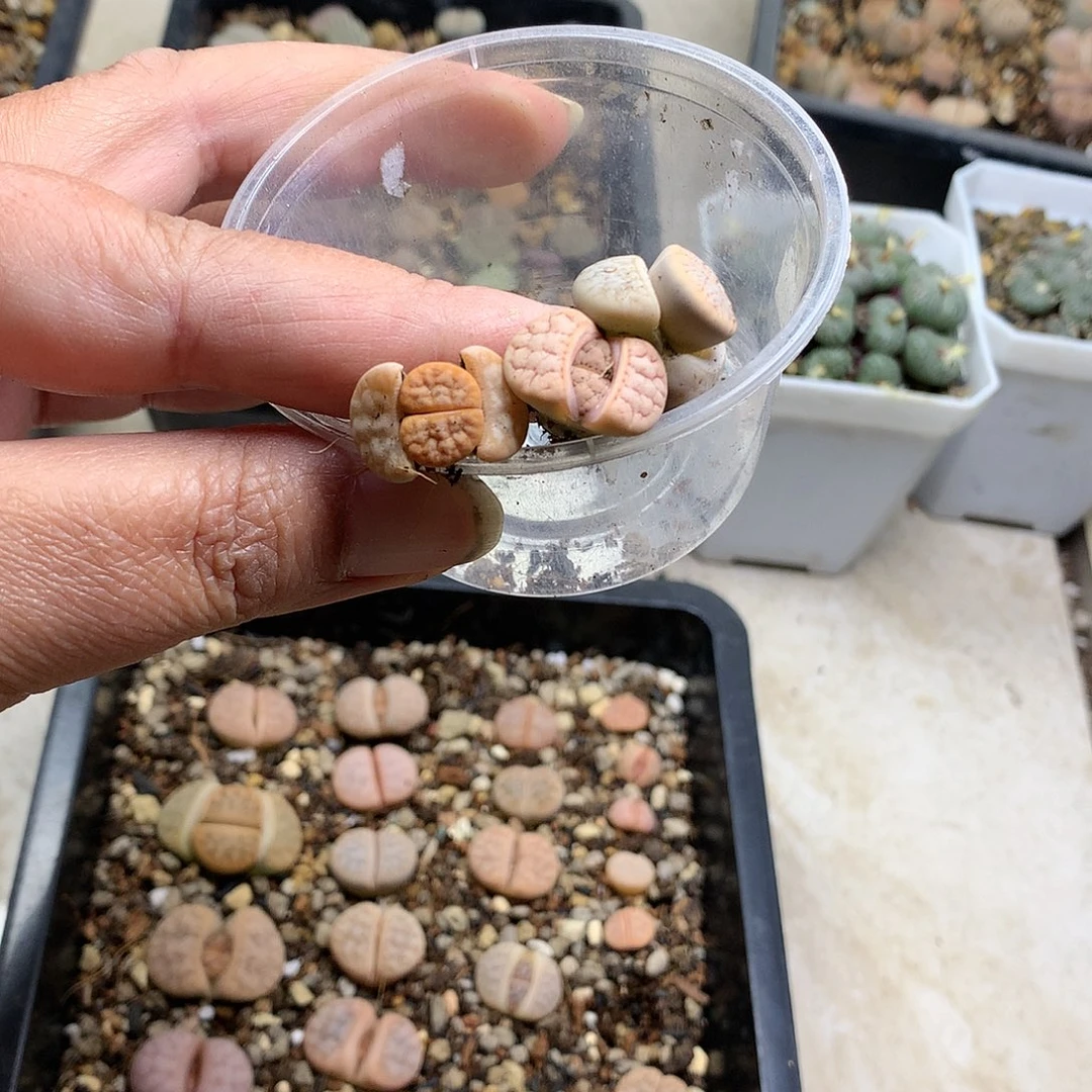 ?****D343多肉植物保护研究所