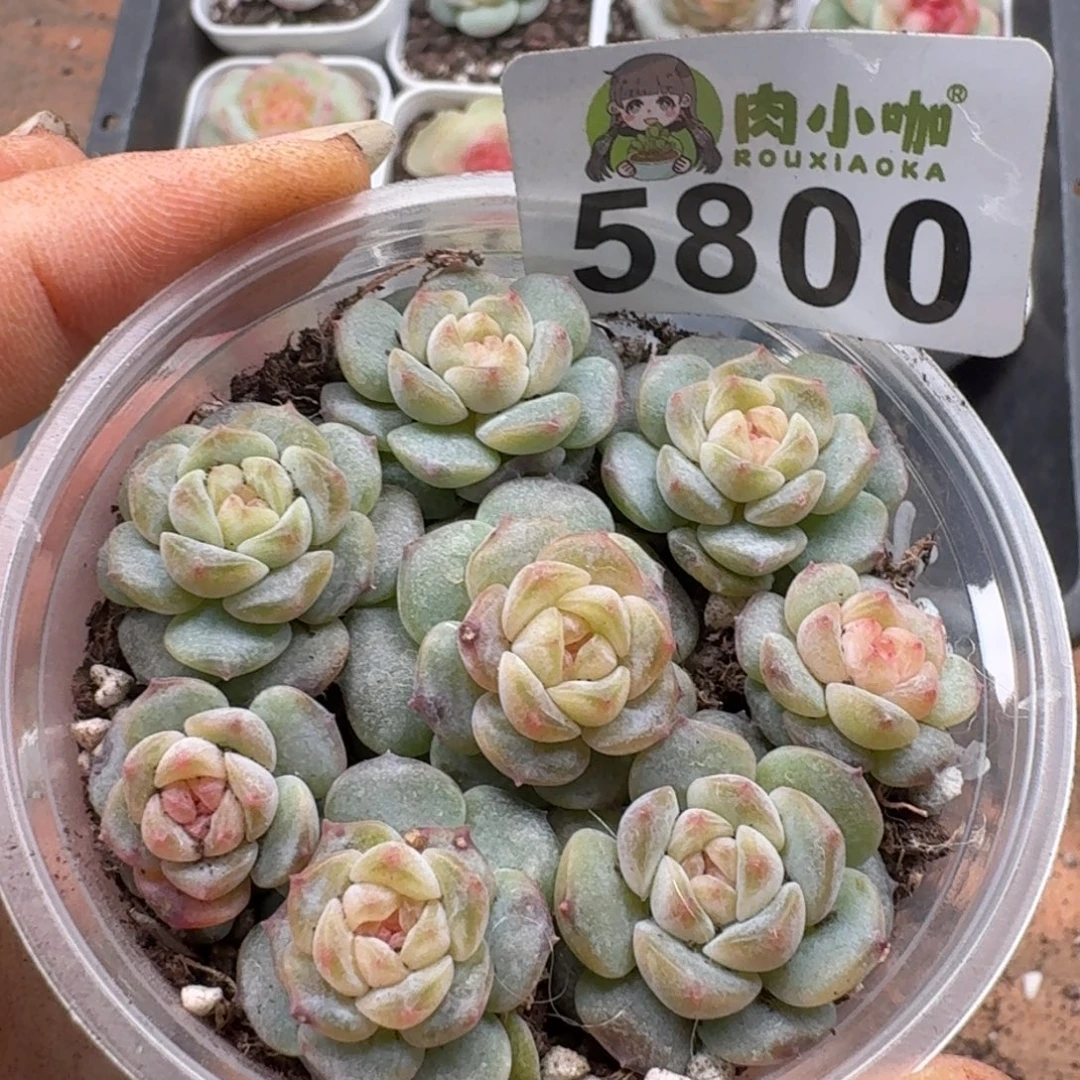 多肉植物多肉植物