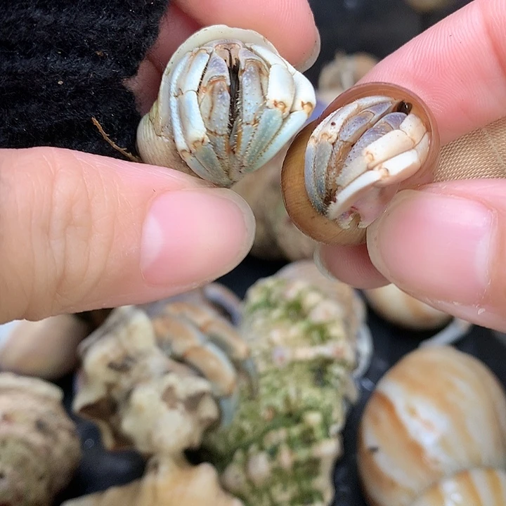 2/只奔跑的寄居蟹37号