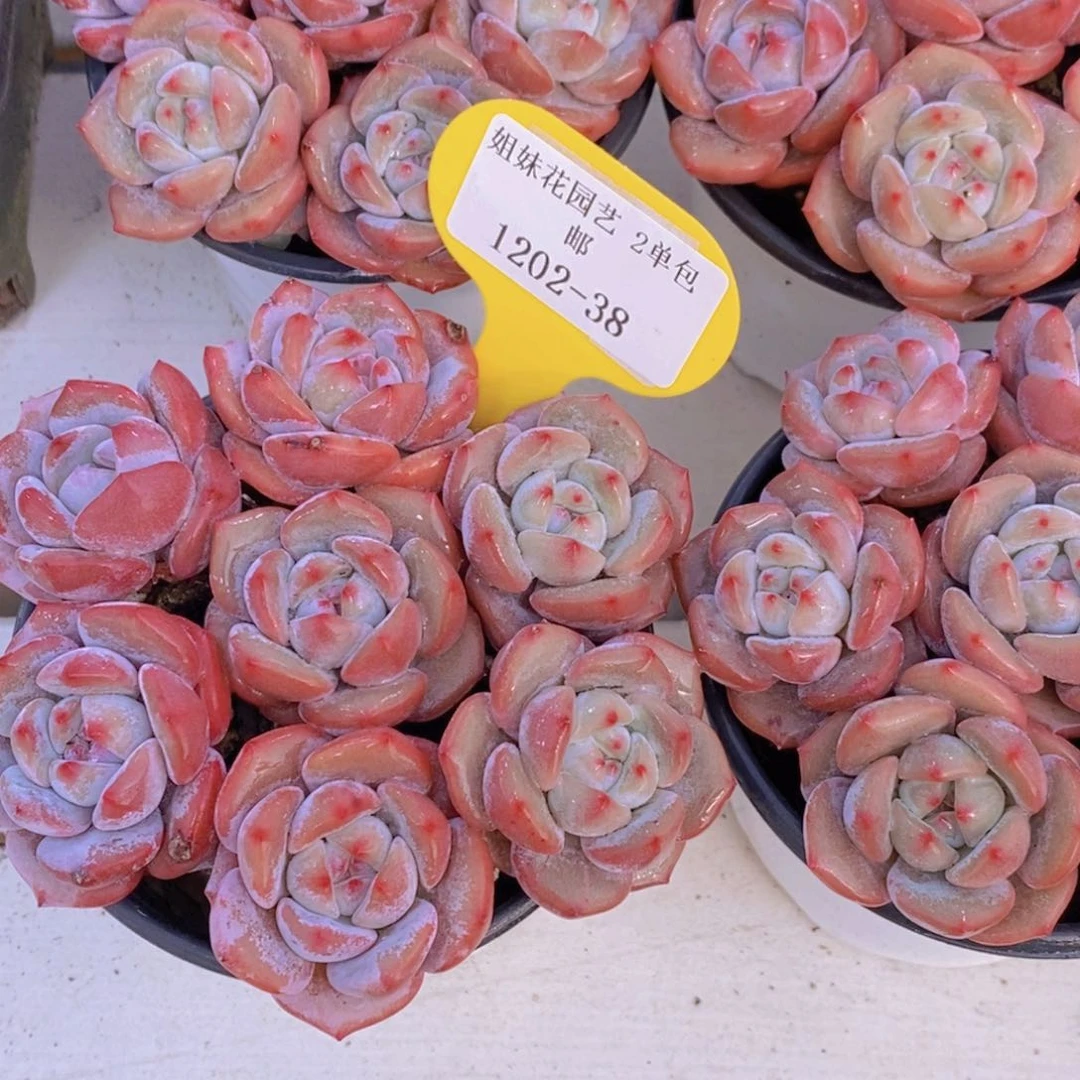 1202-38-精品石榴籽星影拼盘一盒