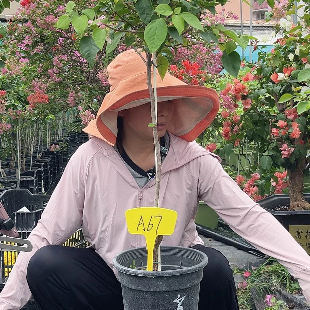 当前无花栽培后可以开花默*…章红英A67